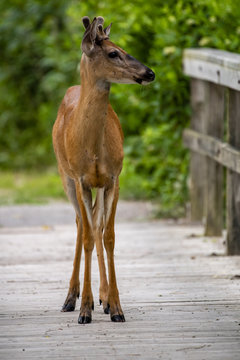 deer in the park