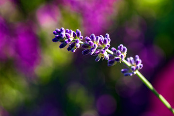 Fototapeta na wymiar Lavender Flower