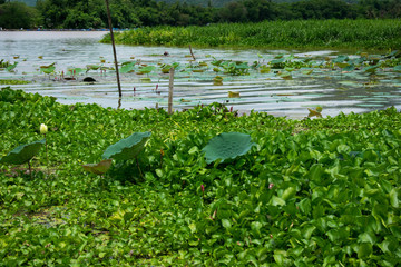 river with water lilies