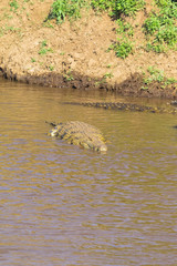 Nile crocodile on the river Mara. Masai Mara, Kenya. Africa