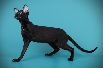 Oriental cat on colored backgrounds