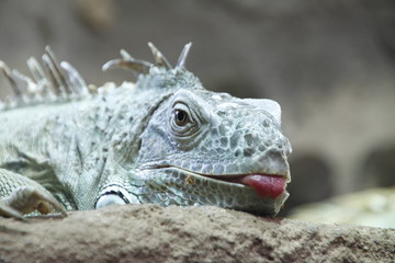 big lizzard in the zoo