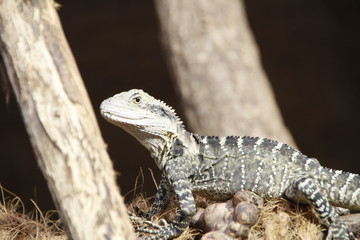 big lizzard in the zoo