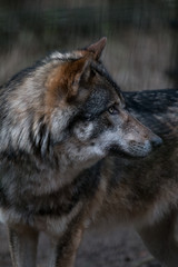 Fototapeta premium Wolve II