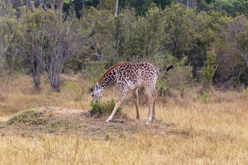 Naklejka na ściany i meble A giraffe cub in a clearing near a tree. Kenya, Africa