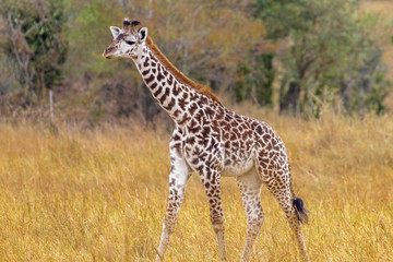 Naklejka na ściany i meble A giraffe cub in a clearing. Kenya, Africa