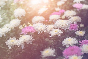 white and pink Chrysanthemum Flower in garden