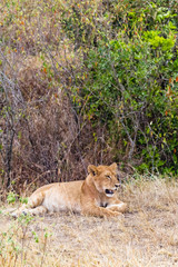 Fototapeta na wymiar A young lioness is resting in a dense bush. Kenya, Africa