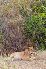 A young lioness in a thick bush. Kenya, Africa