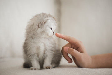 Fototapeta premium Cute kitten laying with Asian girl's finger