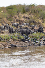 Naklejka na ściany i meble A small herd of elephants on the river bank. Masai Mara, Kenya. Africa