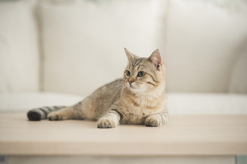 Naklejka premium Ładny kot leżący na drewnianym stole w salonie