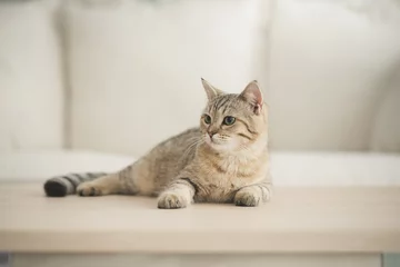 Fototapeten Nette Katze, die auf Holztisch im Wohnzimmer liegt © lalalululala