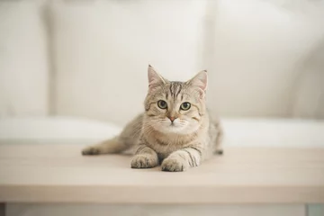 Fotobehang Kat Schattige kat liggend op houten tafel in de woonkamer