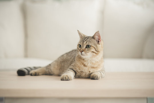 Fototapeta Cute cat lying on wooden table in living room