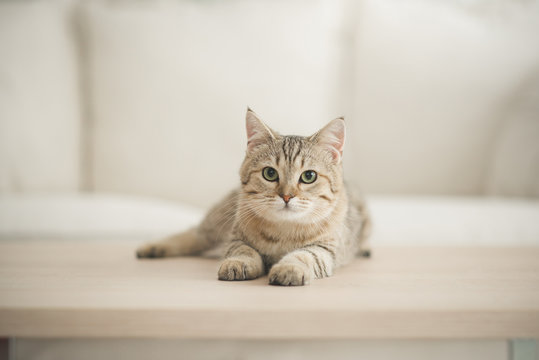 Cute cat lying on wooden table in living room