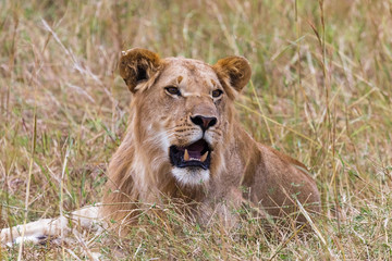 Fototapeta na wymiar A young lion resting in the savannah. Masai Mara. Kenya, Africa