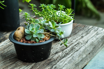 Small trees in the garden  