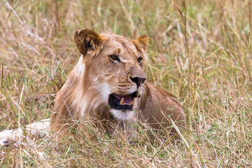 Obraz na płótnie Canvas A young lion resting on the grass. Savannah Masai Mara. Kenya, Africa