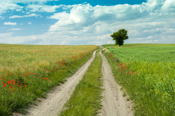 Flowers by the dirt road, lonely tree and clouds in the sky