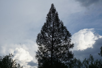 Tree with puffy cloud