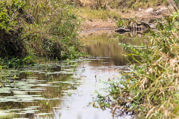 Scenic lake in Masai Mara, Kenya