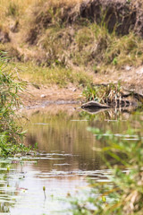 A small picturesque lake in Masai Mara, Kenya