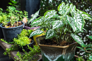 Small trees in the garden  
