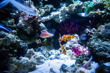 Fototapeta na wymiar Aquarium fish in aquarium