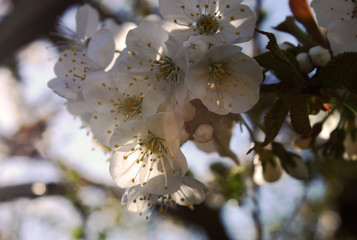 White Summer Flowers