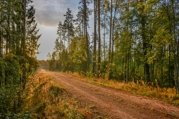 Early autumn Sunny morning after rain. Russia, Leningrad region.