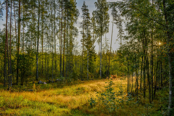 Early autumn Sunny morning after rain. Russia, Leningrad region.