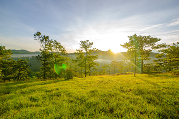 Fototapeta na wymiar Pick up the dawn in the tourist valley of love, the morning light shines through pine forest and flower garden in Da Lat- Thung lung tinh yeu valley