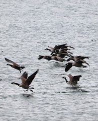 canadian geese coming into land