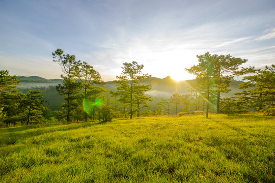 Pick up the dawn in the tourist valley of love, the morning light shines through pine forest and flower garden in Da Lat- Thung lung tinh yeu valley