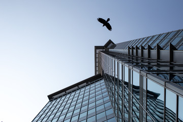 Obraz premium Crow flying in the cityscape