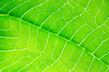 Closeup green leaf background show texture details