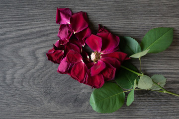 Flat lay of a withered rose that is loosing petals in a wooden background