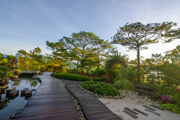 Pick up the dawn in the tourist valley of love, the morning light shines through pine forest and flower garden in Da Lat- Thung lung tinh yeu valley