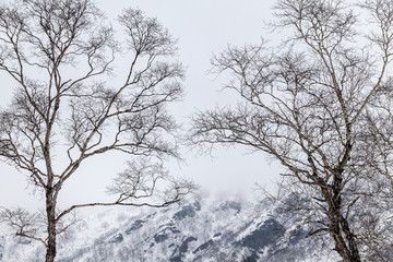 Fototapeta na wymiar Bare branches of birch tree in cold winter