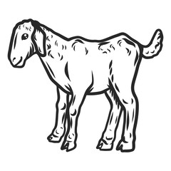 Kid goat icon. Hand drawn illustration of kid goat vector icon for web design