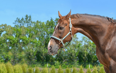 Beautiful horse, blue sky and green trees as a background. Brown horse closeup portrait, equestrian...