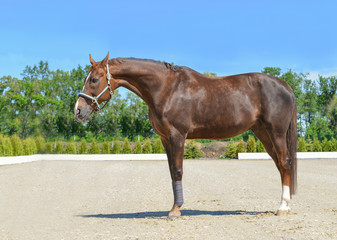 Obraz premium Beautiful horse, blue sky and green trees as a background. Brown horse closeup portrait, equestrian sport. Side view head shot of a thoroughbred chestnut stallion.