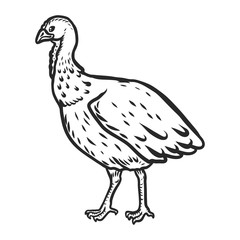 Turkey cock female icon. Hand drawn illustration of turkey cock female vector icon for web design