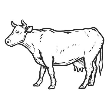 Cow icon. Hand drawn illustration of cow vector icon for web design