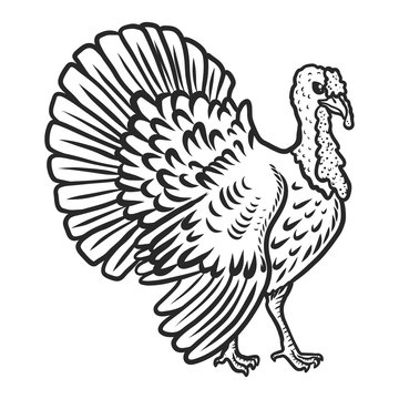 Turkey cock icon. Hand drawn illustration of turkey cock vector icon for web design