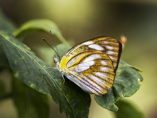 Closeup beautiful butterfly resting on green leaf in vegetable garden