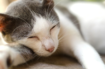Close-up cat is sleeping