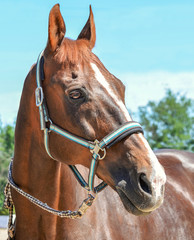 Beautiful horse, blue sky and green trees as a background. Brown horse closeup portrait, equestrian sport. Side view head shot of a thoroughbred chestnut stallion.