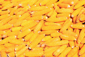 piles of corn bonzi material